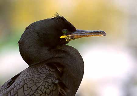 L0249_kraehenscharbe