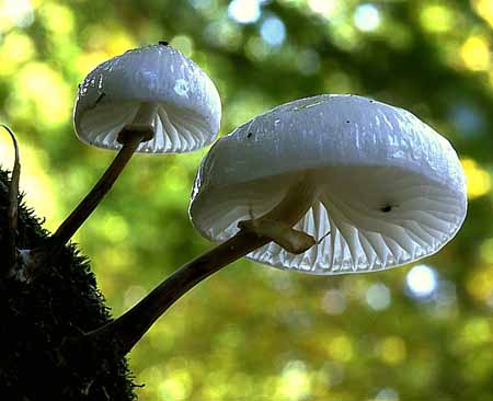 L0258_pilz_schleimruebling_nah