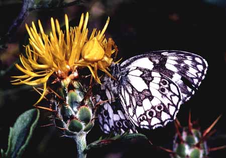 L0267_gelbe_krabbenspinne