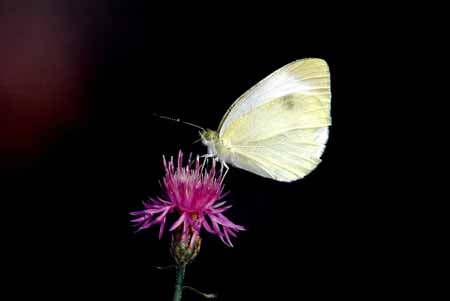 L0269_falter_auf_kornblume