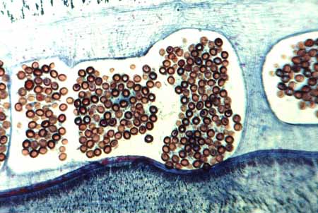 L0272_mikroskopaufnahme