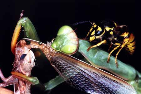 L0287_wespe_reitet_auf_gottesanbeterin