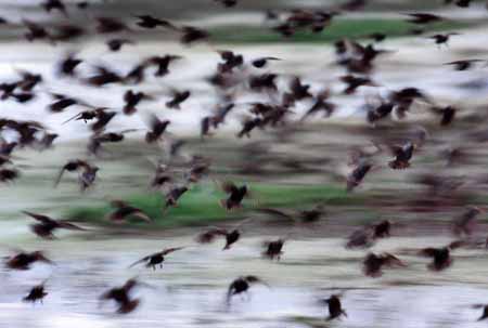 L0288_auffliegende_stare