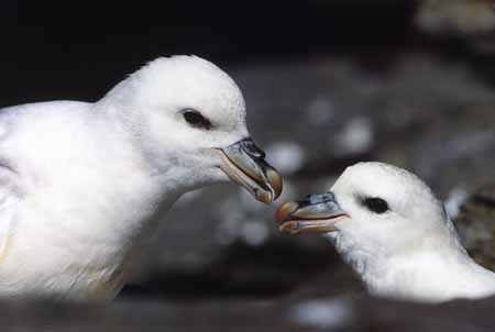 L0292_eissturmvoegel