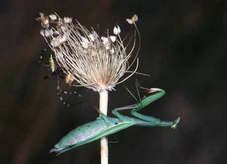 L0293_gottesanbeterin_und_argiope
