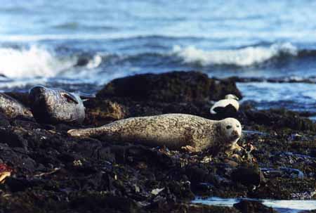 L0302_junger_seehund