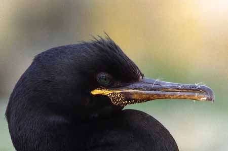 L0304_kraehenscharbe_nah