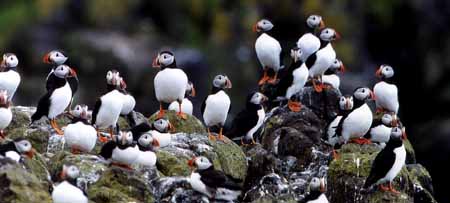 L0306_papageitaucher_panorama