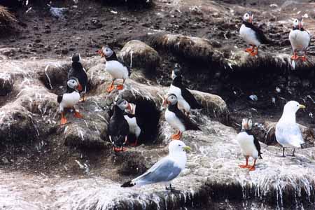 L0307_papageitaucher_kolonie