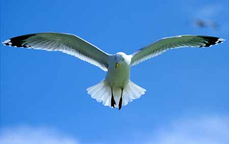 L0328_moewe_im_flug_texel