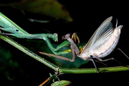 L0335_streitende_gottesanbeterinnen