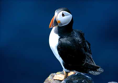 L0340_papageitaucher_farne_island