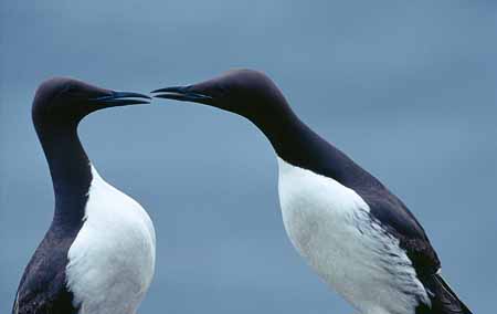 L0341_zankende_trottellummen