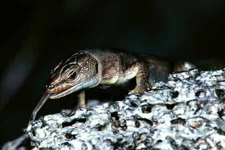 L0343_zuengelnde_eidechse