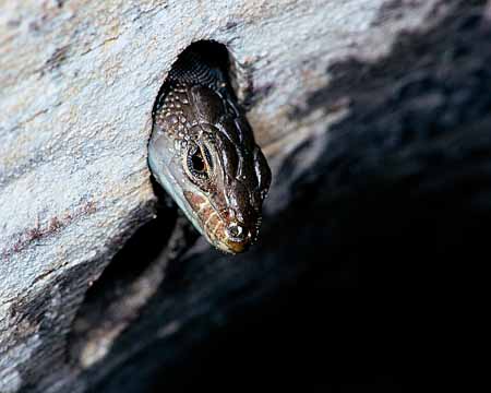 L0355_neugierig_eidechse_nah