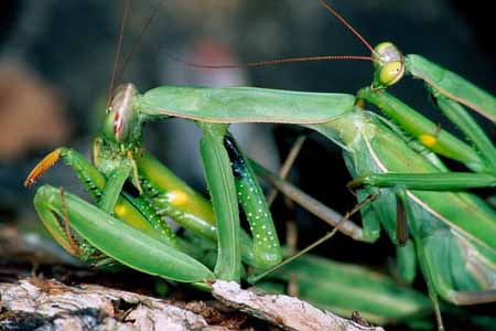 L0357_gottesanbeterin_paarung_frisst_maennchen