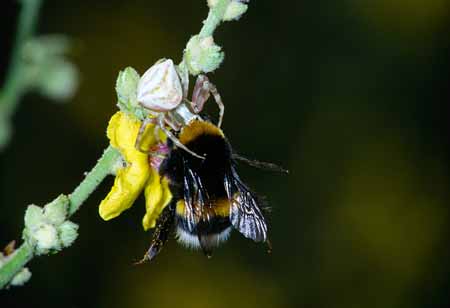 L0362_krabbenspinne_mit_hummel