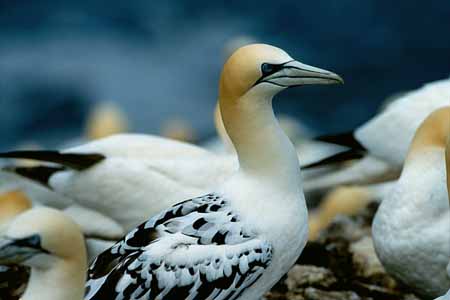 L0365_junger_basstoelpel