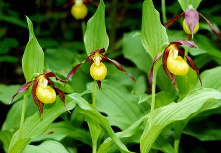 L0401_frauenschuh_slowenien