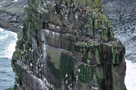 L0414_vogelfels_handa_island