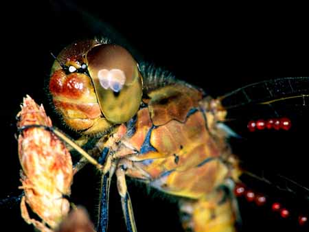 L0434_libelle_portrait_nah