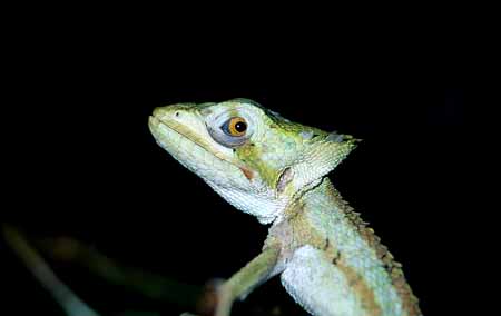 L0440_kleine_echse_ngs