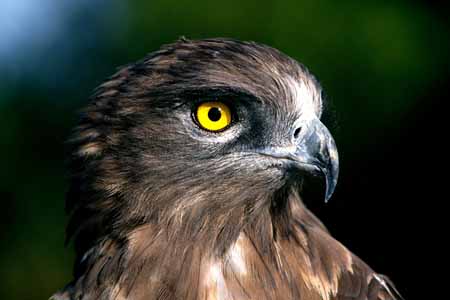 L0443_schlangenadler