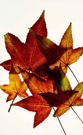 L0454_herbstblaetter