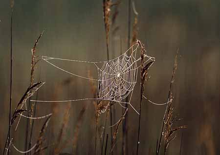 L0467_silberne_faeden