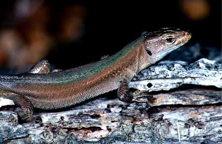 L0475_eidechse_a_t_b