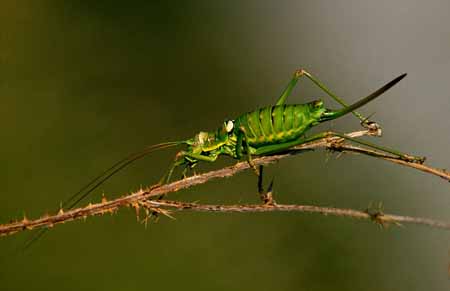 L0477_sattelschrecke