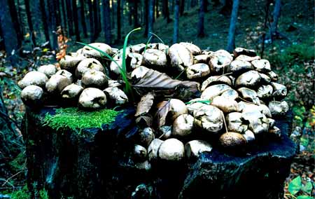 L0478_pilze_auf_baumstamm