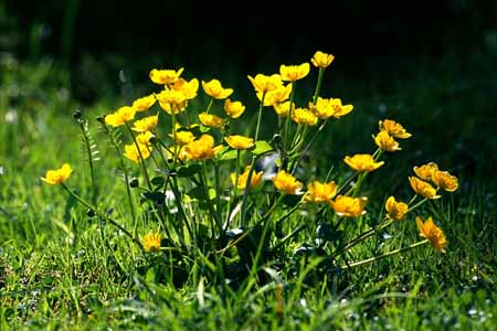 L0480_sumpfdotterblumen