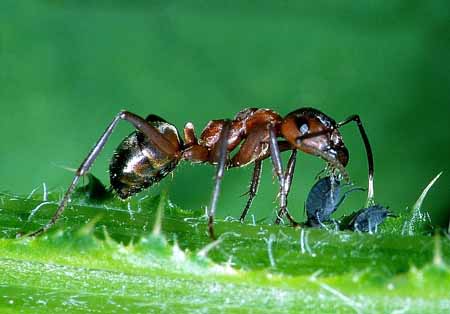 L0490_ameise_melkt_blattlaus_nah