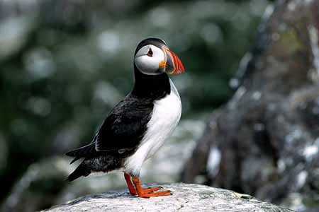 L0507_papageitaucher_farne_island