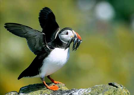 L0510_papageitaucher