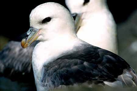 L0512_eisturmvogel_portrait