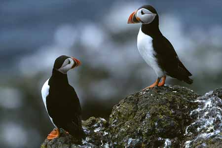 L0513_papageitaucher_paar