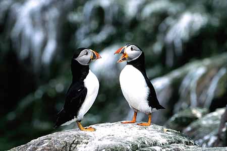 L0518_papageitaucher_monolog