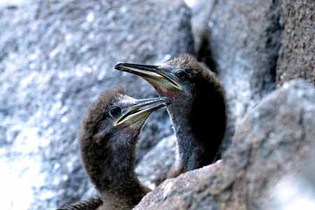 L0519_kraehenscharben_junge