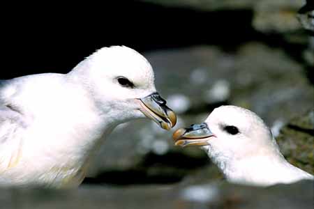 L0521_eissturmvoegel_paar