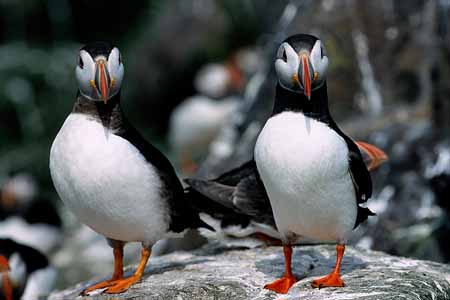 L0522_papageitaucher_paar