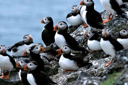 L0527_papageitaucher_gruppe