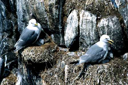 L0529_dreizehenmoewen