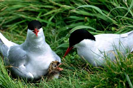 L0530_seeschwalbe_familie