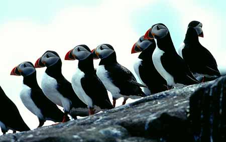 L0531_papageitaucher_rotschnaebel