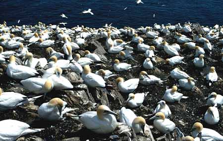 L0532_basstoelpel_gruppe