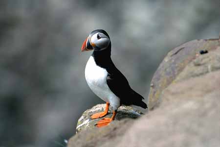 L0533_papageitaucher_crawford