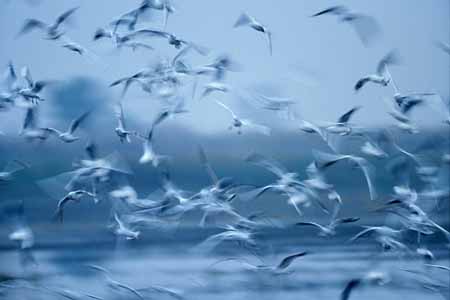 L0538_moewen_im_ersten_morgenlicht