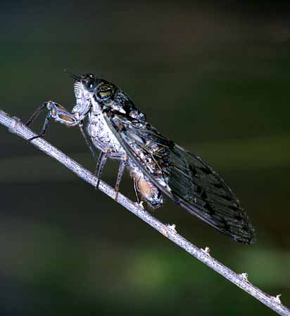 L0541_eierlegende_zikade_nah